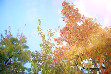 Wall Mural - fallen yellow leaves background / abstract seasonal plain yellow leaves background in the park