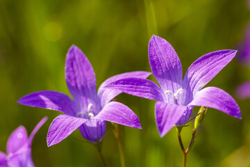 Wall Mural - Two beautiful campanulas on green background. Lilac flowers under the bright sun rays in the field, close up.