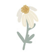 Vector daisy, isolated on a white background. Hand-drawn flower chamomile in a flat style. Design element for decoration, floral design asset 