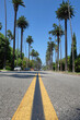 the famous palm tree street in beverly hills, between north santa monica boulevard and sunset boulevard avenues, los angeles, california