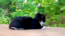 Cute Black White Kitten Sleeping On Bench.