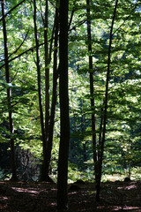 Wall Mural - Wald in der Sechischen Schweiz