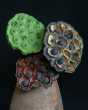 Colorful Still Life With Lotus Seed Pods At Different Stages Isolated On Black Background