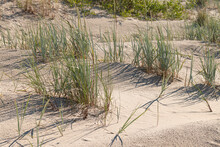 Green Plants Grow On The Sea Sand. Seaside Landscape