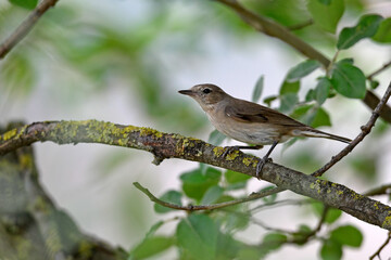 Wall Mural - Gartengrasmücke // Garden warbler (Sylvia borin)