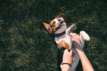 Happy Beagle Dog On The Grass, Human Hands Rubbing His Belly. Smiling Puppy Chilling On The Lawn, Top View Or Overhead Shot