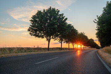 Wall Mural - Asphalt road and a line of trees during sunset