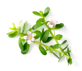 Wall Mural - fresh brahmi leaves and flowers isolated on white background, top view