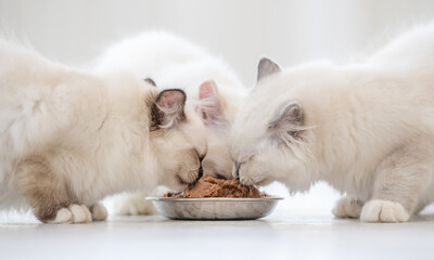 Wall Mural - Ragdoll cats in light room