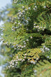 Weibliche Zapfen der Lawsons Scheinzypresse, Chamaecyparis lawsoniana