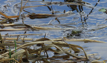 Copulation Between Two Frogs In Pond Habitat