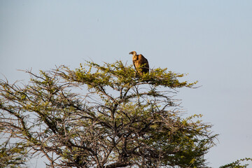 vulture