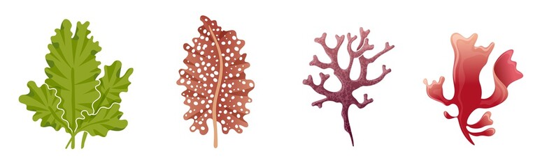 Wall Mural - Underwater flora. Seaweed aquarium algae collection. Natural green and red kelp, sea ocean and river exotic leaves, creative decoration, vector isolated cartoon hand drawn set
