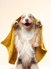 Wet Dog After Shower. Border Collie In A Yellow Towel. Pet Wash, Grooming