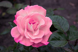 Fototapeta  - różowa róża, róża,  ogród, natura, wyjątkowy kwiat, wielobarwny, falowane płatki 