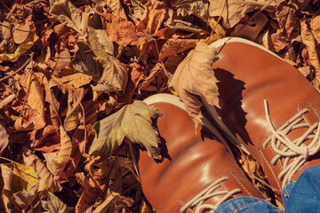 Wall Mural - Fall leaves, legs and Brown shoes. Conceptual Autumn composition. Feet shoes walking  in autumn forest. The concept of leaf fall