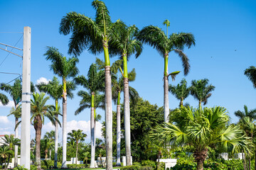 palm trees on street road in bonita springs, florida beach city town at day in lee county with blue 