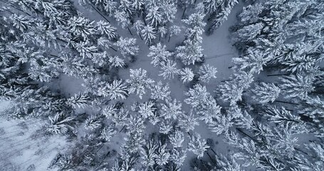 Wall Mural - Aerial top down flyover shot of winter spruce and pine forest. Trees covered with snow. Nature elevated view Of winter frost woods. Shot on 4K Camera.