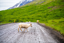 Sheep Herd One Baby Lamb With Horns In Iceland Countryside Rural Crossing Ring Road Dirt Path In East Country Summer Walking