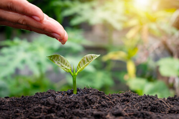 Farmers are watering small plants by hand with the concept of World Environment Day.