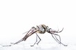 Predatory Mosquitoes stock photo in white background