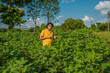 © Dip Photography - A young man farmer in a cotton farm examines and observing the field.
