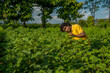© Dip Photography - A young man farmer in a cotton farm examines and observing the field.