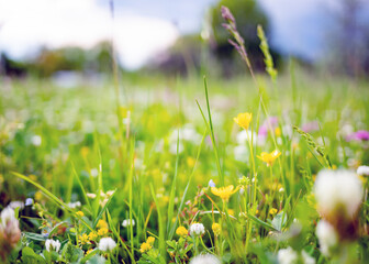 Wildflowers aтв green grass at spring or summer landscape