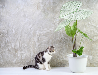 Wall Mural - Portrait  cat on wood table with air purify  house plants Caladium Bicolor Vent,Araceae,Angel wings,Eelphant ear in white pot cement wall background