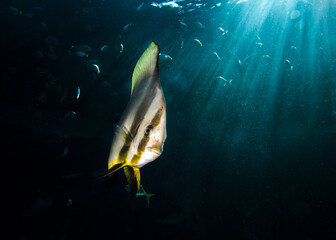 Wall Mural - A batfish swimming toward the camera with sun rays shining through the water surface in the background