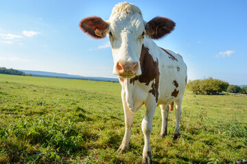 Cow in a pasture in France.