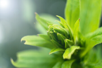 a green plant on a sunny summer day