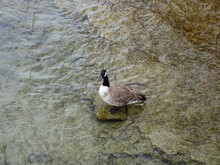Canada Goose Standing On A Rock In The River