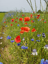 Bee-friendly Flower Plantation At The Field Edge, With Corn Flowers And Red Poppy