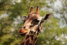 Portrait Of A Giraffe In The Zoo