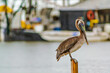 louisiana brown pelican on the water at the edge of a fishing camp