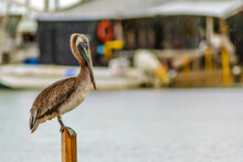 Louisiana Brown Pelican On The Water At The Edge Of A Fishing Camp