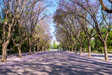 Jacaranda Mimosifolia Trees On Street That Drives To Zappeion Megaron Athens, Greece.