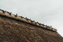 Thatched Roof
