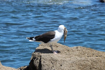 Wall Mural - seagull on the rock 