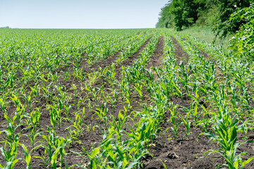 Wall Mural - Field with green sprouts of young corn on a sunny day in spring