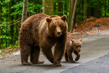 Adorable Brown Bear And Cub In Bucegi Mountains, Sinaia Area, Prahova County, Romania