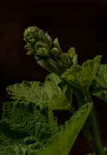 Close Up Of A Hollyhock Bud Against A Dark Background 