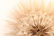 Beautiful Fluffy Dandelion Flower On Beige Background, Closeup