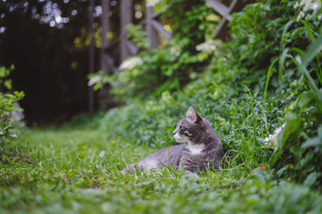 Cute cat on the grass next to the terrace. Eating grass, walking near country house, happy pet