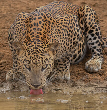 Leopard Have A Drink; Leopard Drinking Water; Leopard In Sri Lanka; Big Cat Drinking Water; Leopard Print