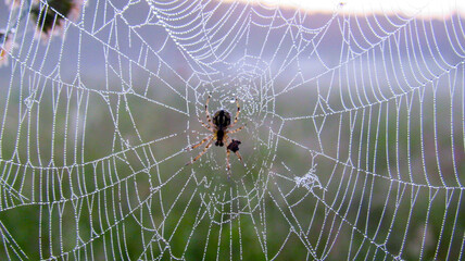 Wall Mural - A large spider web with a spider