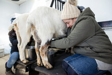 Female Farmer Milking Goat In Barn