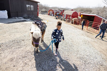 Girl Walking Saddled Shetland Pony In Gravel On Sunny Farm