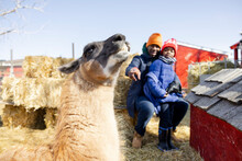 Father And Son Watching Llama In Sunny Pen On Farm